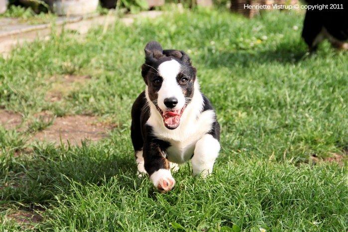 Welsh corgi cardigan Vistruphus Debbie billede 14