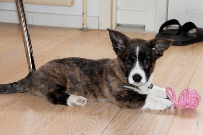 Welsh corgi cardigan Hova Bonde's Florence Cusack (FLORA) billede 1