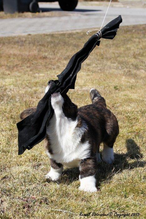 Welsh corgi cardigan Hova Bonde's Florence Cusack (FLORA) billede 2