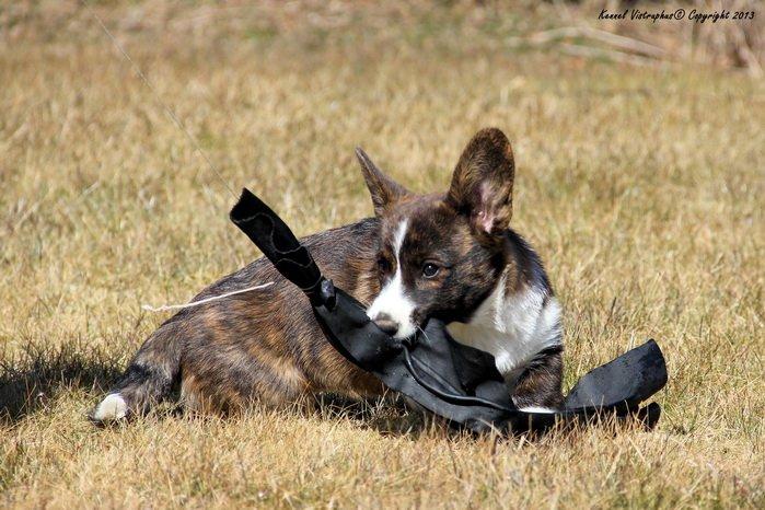 Welsh corgi cardigan Hova Bonde's Florence Cusack (FLORA) billede 3