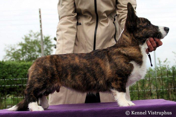 Welsh corgi cardigan Hova Bonde's Florence Cusack (FLORA) billede 4