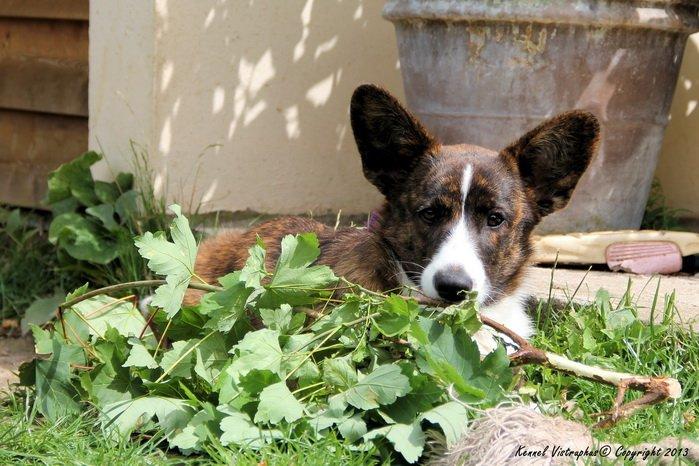 Welsh corgi cardigan Hova Bonde's Florence Cusack (FLORA) billede 5