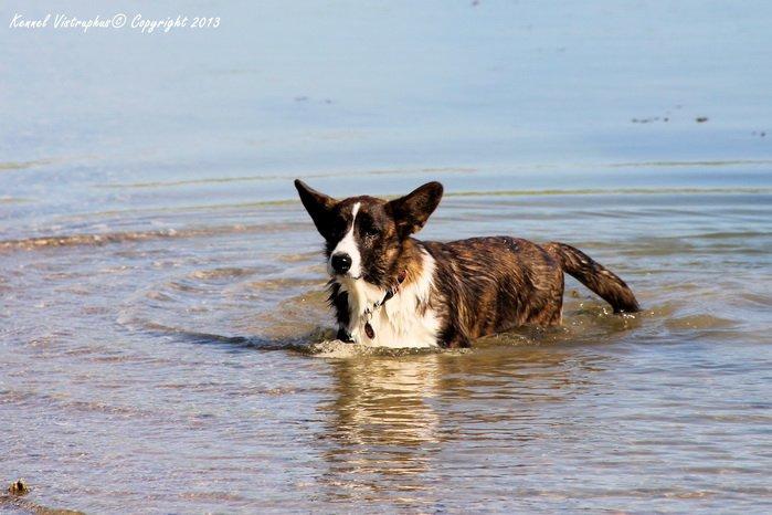 Welsh corgi cardigan Hova Bonde's Florence Cusack (FLORA) billede 6
