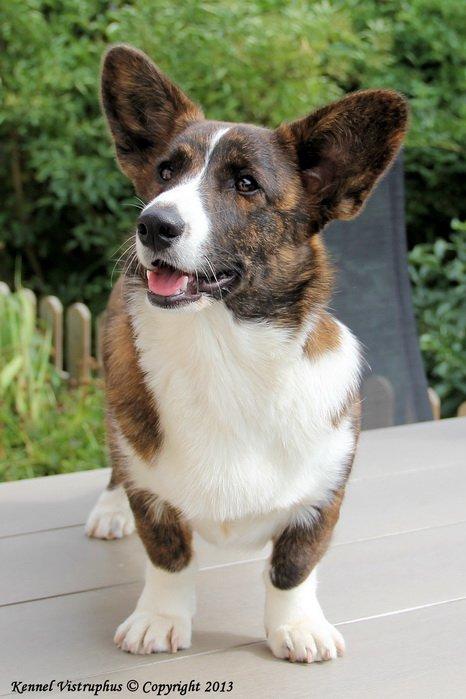 Welsh corgi cardigan Hova Bonde's Florence Cusack (FLORA) billede 7