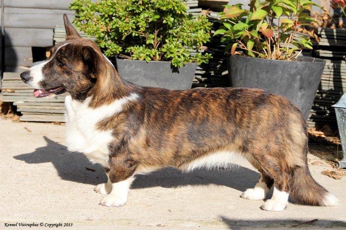 Welsh corgi cardigan Hova Bonde's Florence Cusack (FLORA) billede 8