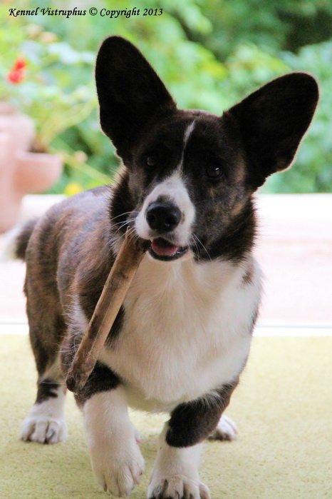 Welsh corgi cardigan Hova Bonde's Florence Cusack (FLORA) billede 9