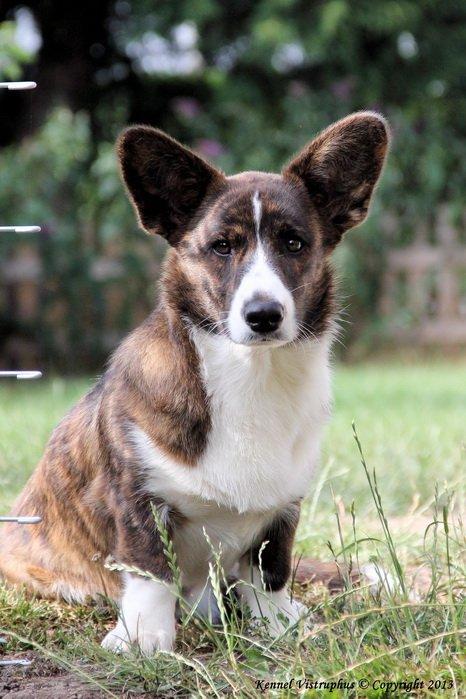 Welsh corgi cardigan Hova Bonde's Florence Cusack (FLORA) billede 10