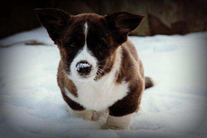 Welsh corgi cardigan Hova Bonde's Florence Cusack (FLORA) billede 11