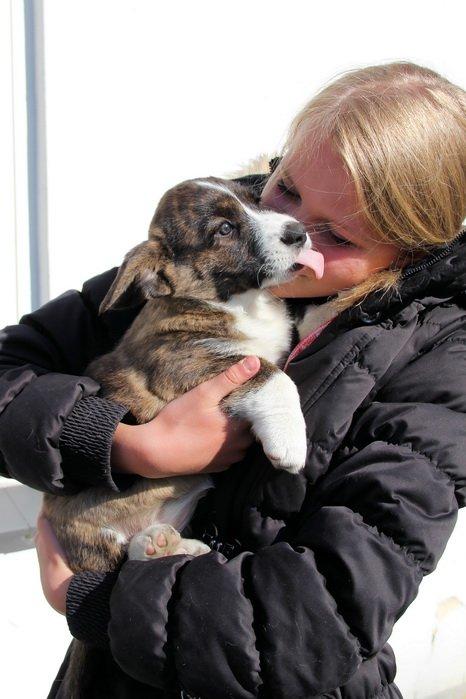 Welsh corgi cardigan Hova Bonde's Florence Cusack (FLORA) billede 12