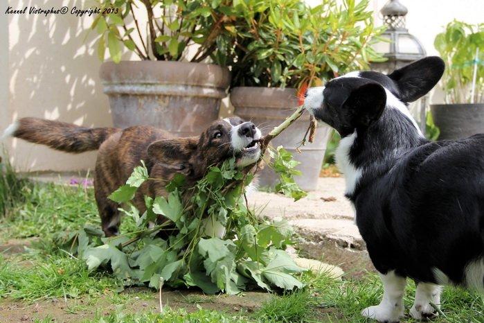 Welsh corgi cardigan Hova Bonde's Florence Cusack (FLORA) billede 13