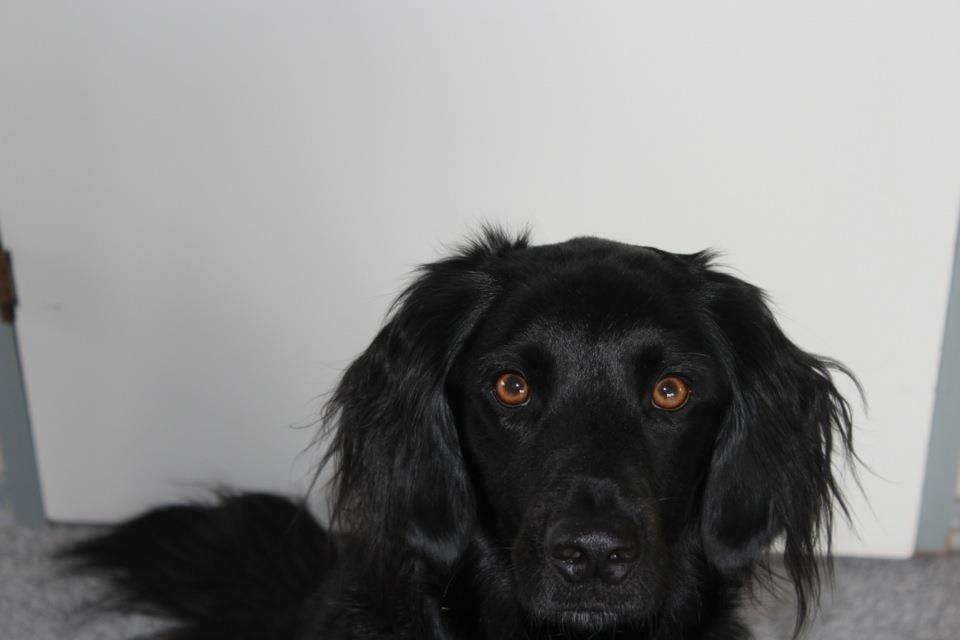 Blanding af racer Vaks billede 1