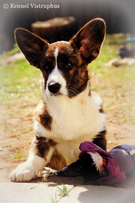 Welsh corgi cardigan Hova Bonde's Florence Cusack (FLORA) billede 14