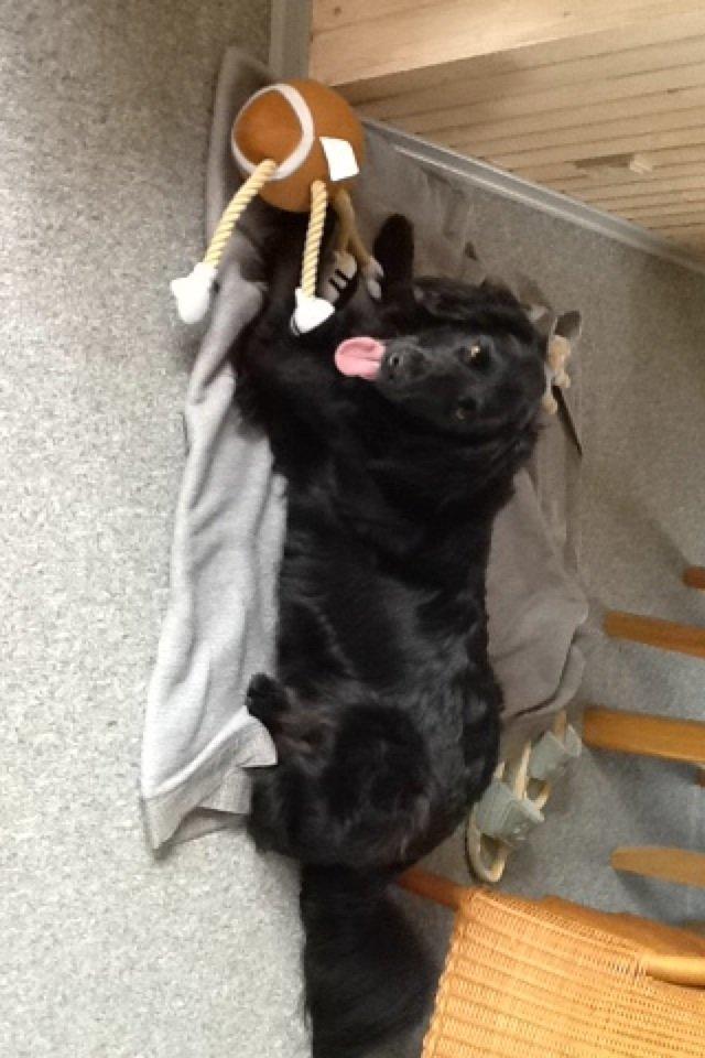 Blanding af racer Vaks billede 5