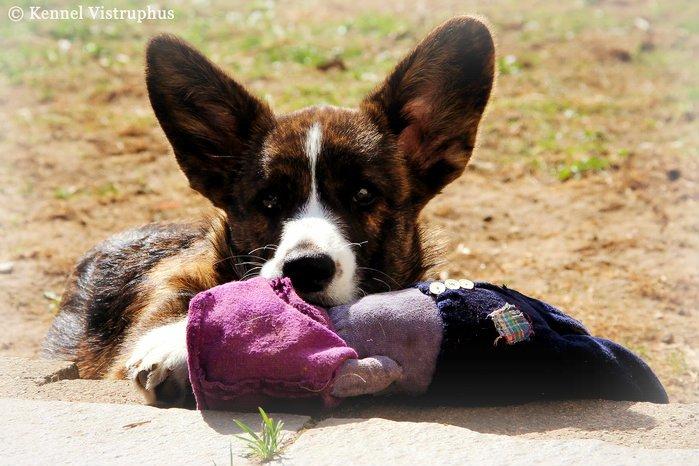 Welsh corgi cardigan Hova Bonde's Florence Cusack (FLORA) billede 15