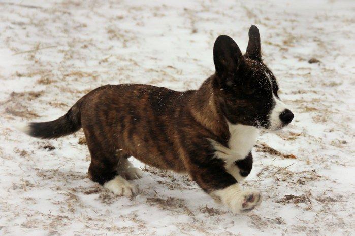 Welsh corgi cardigan Hova Bonde's Florence Cusack (FLORA) billede 16