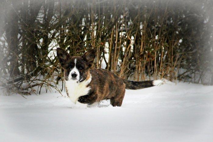 Welsh corgi cardigan Hova Bonde's Florence Cusack (FLORA) billede 17