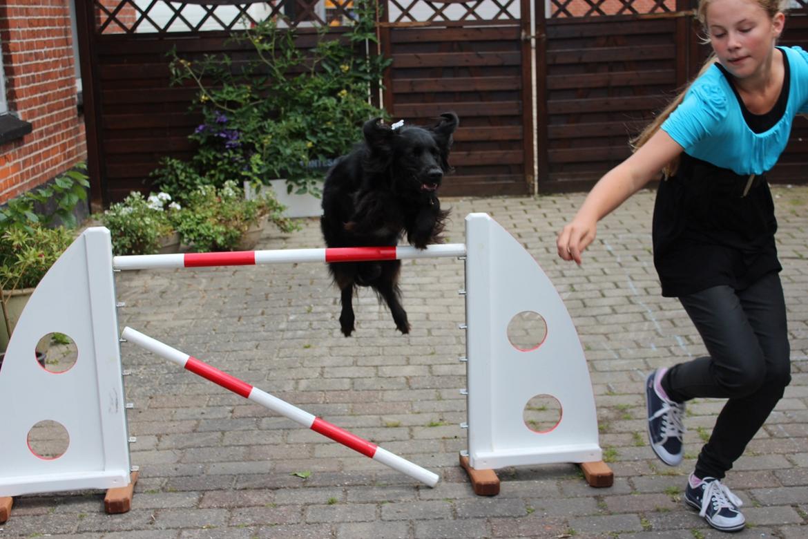 Blanding af racer Vaks billede 9