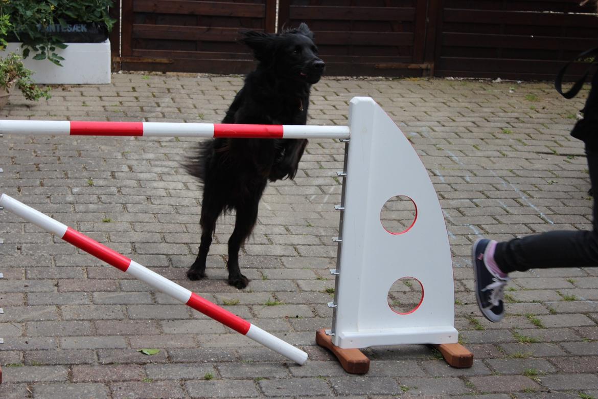 Blanding af racer Vaks billede 10