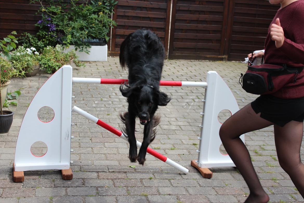 Blanding af racer Vaks billede 11