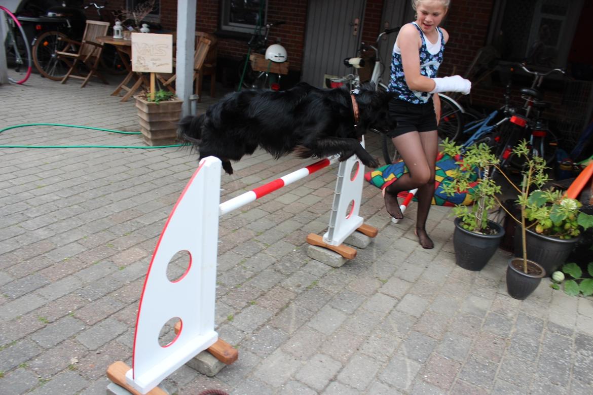 Blanding af racer Vaks billede 12