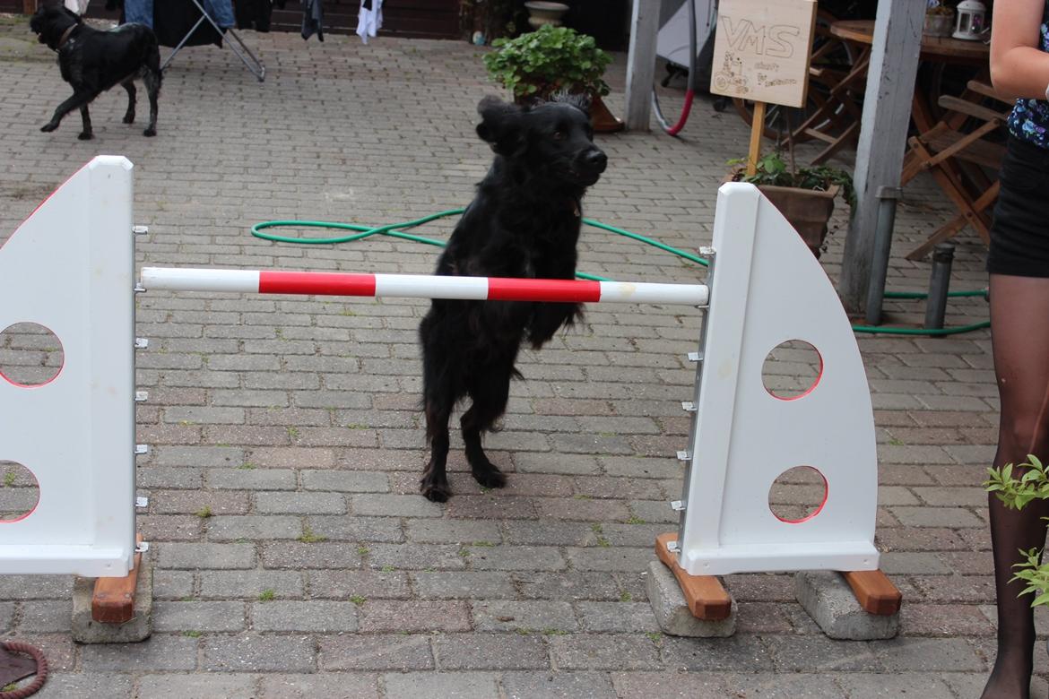 Blanding af racer Vaks billede 13