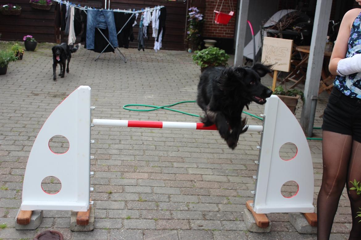 Blanding af racer Vaks billede 14