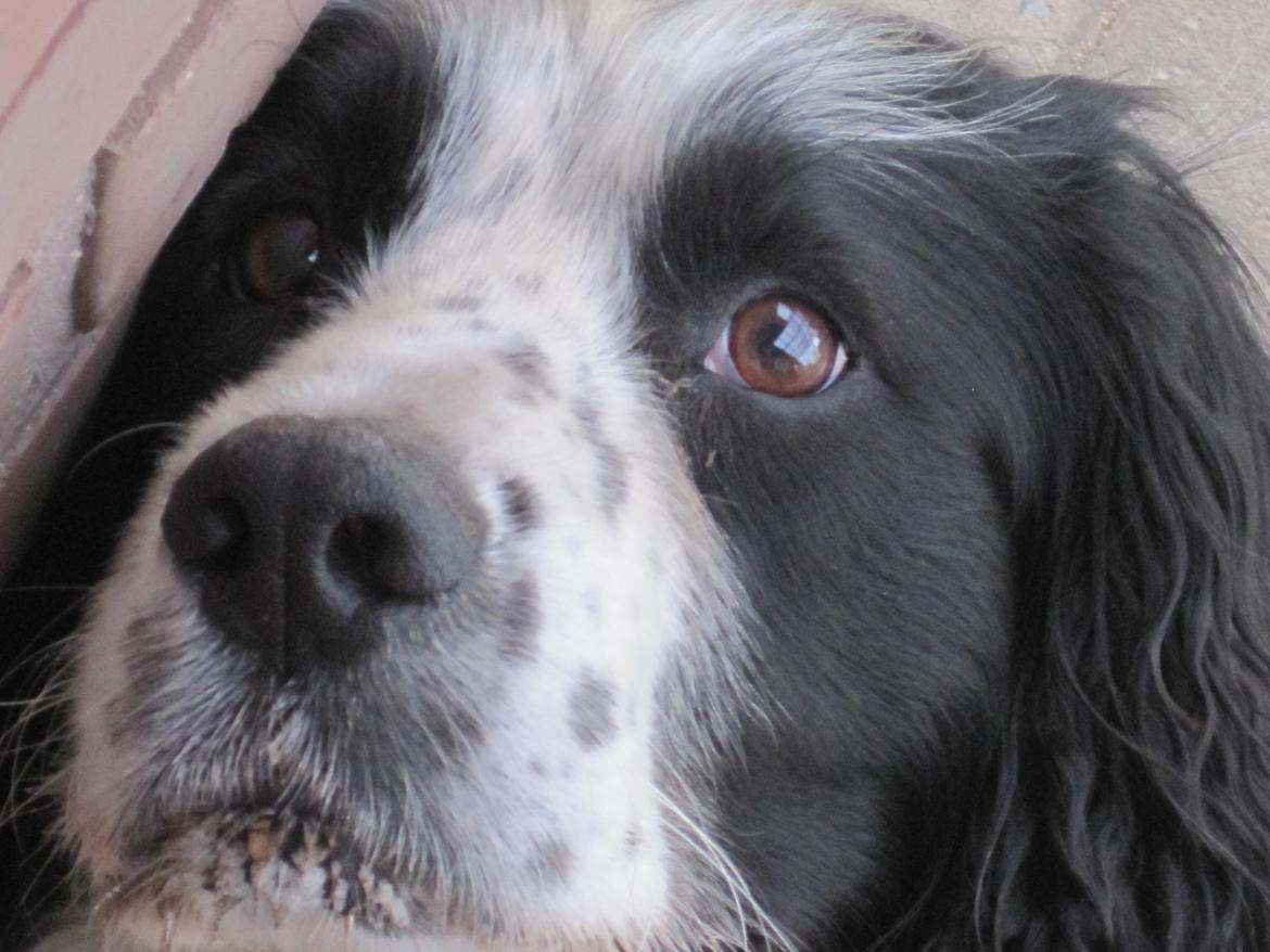 Engelsk springer spaniel Simba - Hej jeg er Simba billede 1