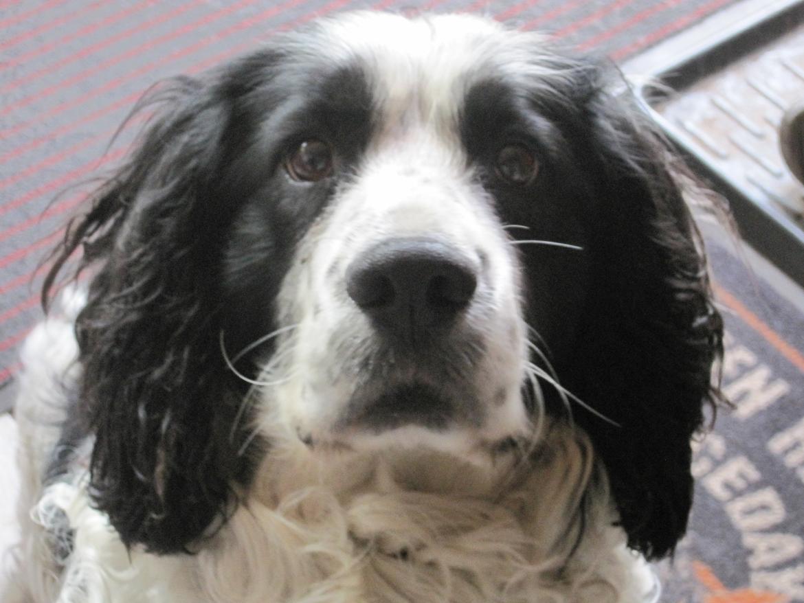 Engelsk springer spaniel Simba billede 2