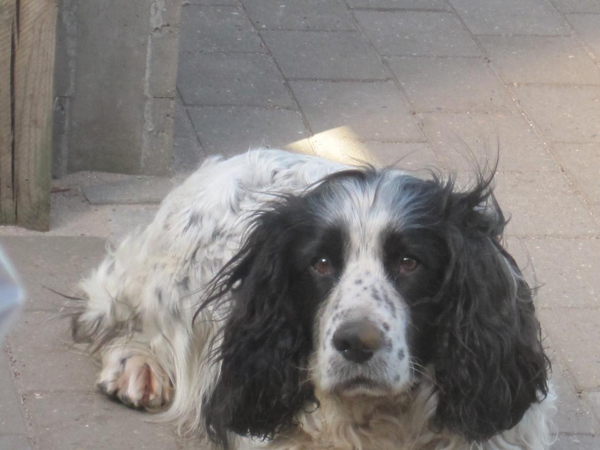 Engelsk springer spaniel Simba - Det er hårdt at være hund!○ billede 3