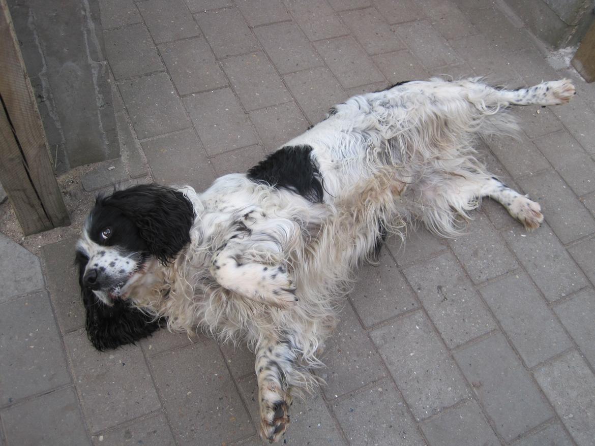 Engelsk springer spaniel Simba billede 4