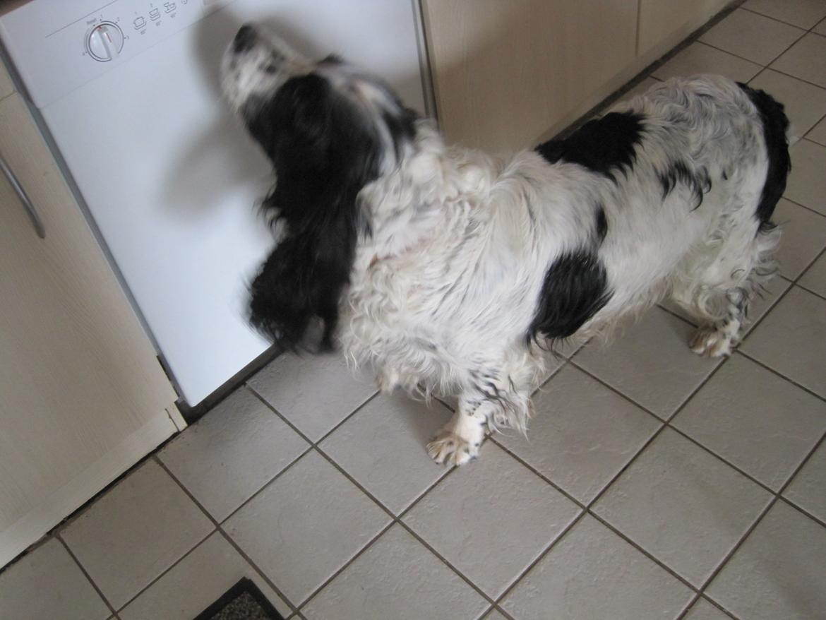 Engelsk springer spaniel Simba billede 5