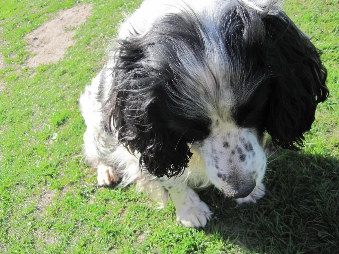 Engelsk springer spaniel Simba billede 6
