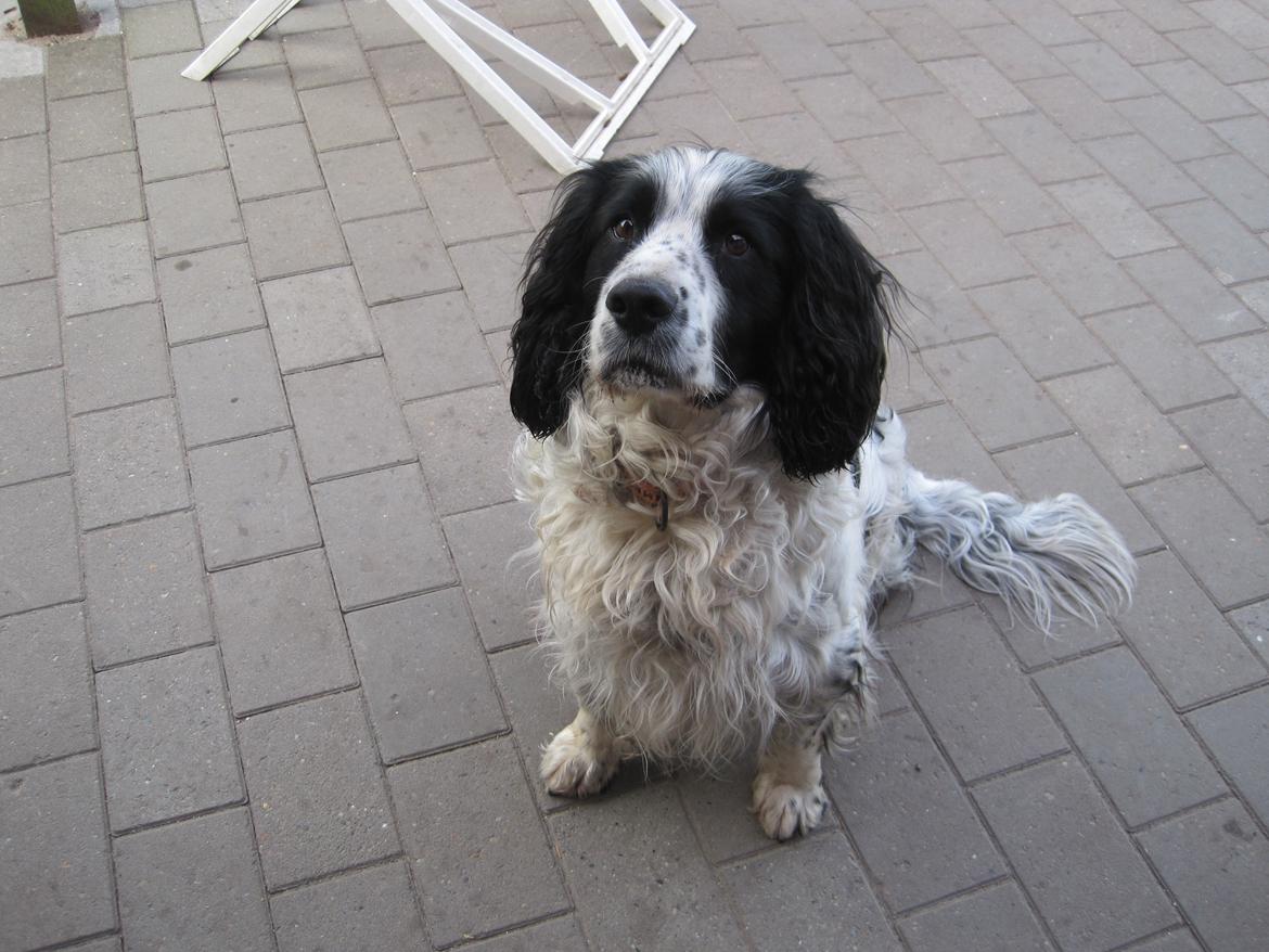 Engelsk springer spaniel Simba billede 7