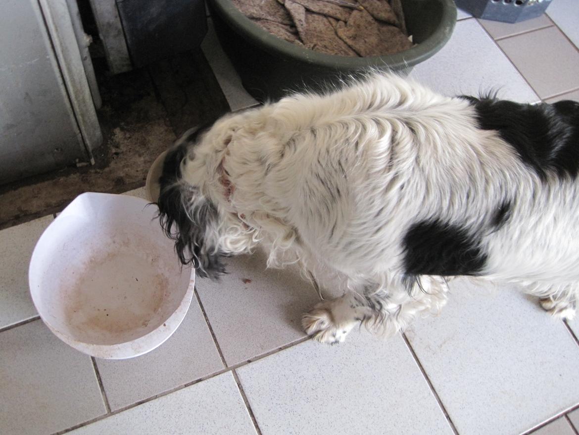 Engelsk springer spaniel Simba billede 8