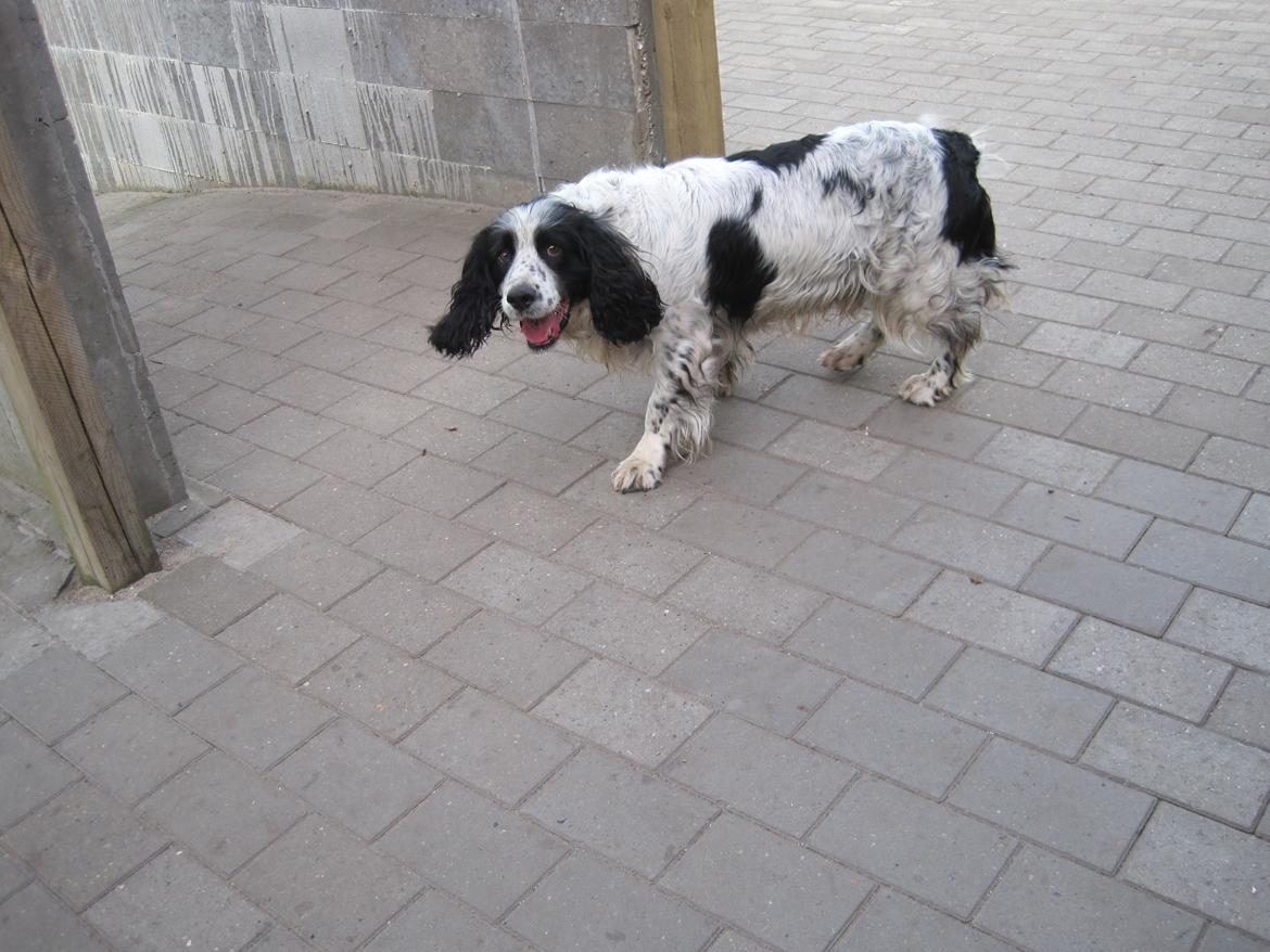 Engelsk springer spaniel Simba billede 9