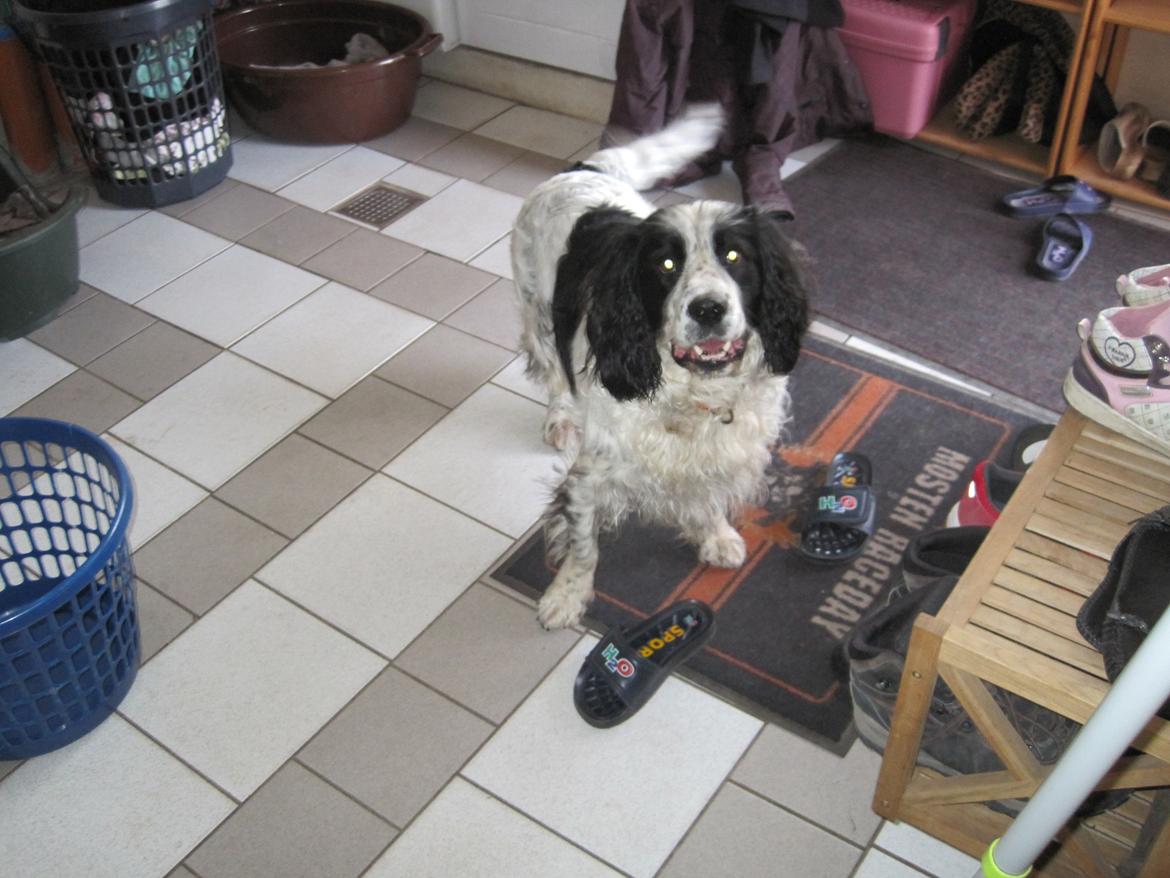 Engelsk springer spaniel Simba billede 10