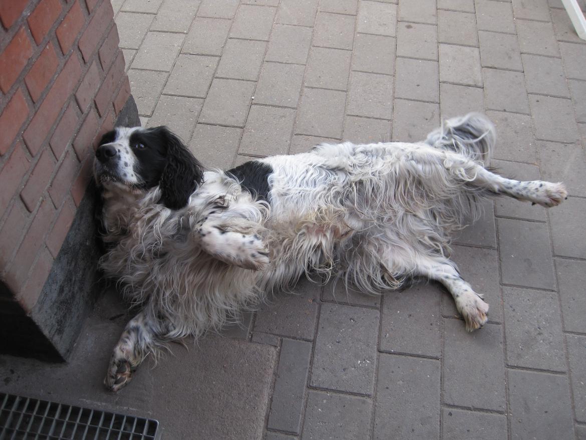 Engelsk springer spaniel Simba billede 11