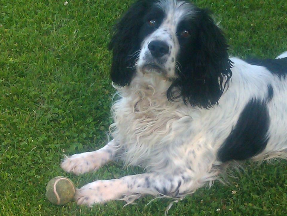 Engelsk springer spaniel Simba billede 12