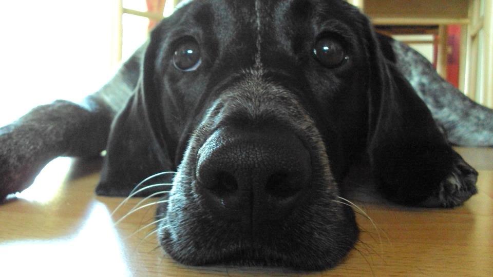 Blanding af racer Alou - Har du noget at sige? :) billede 2