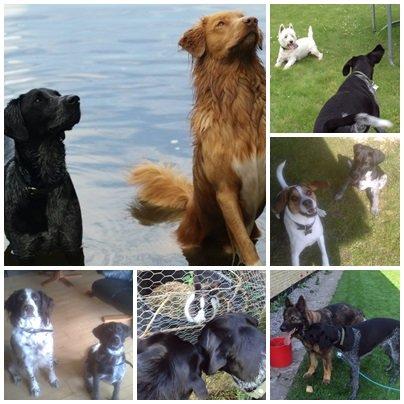 Blanding af racer Alou - Alou og hendes venner :) På det store billede er den lyse hund (Diesel) Alou`s kæreste :) billede 19