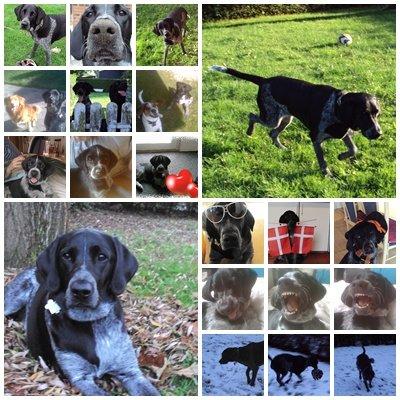 Blanding af racer Alou - Lidt af hvert blandet :) billede 20