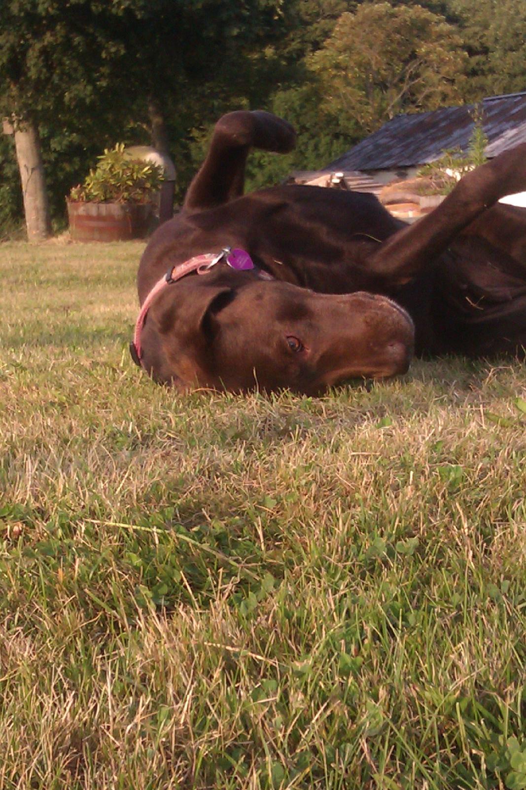 Labrador retriever Fanny billede 5