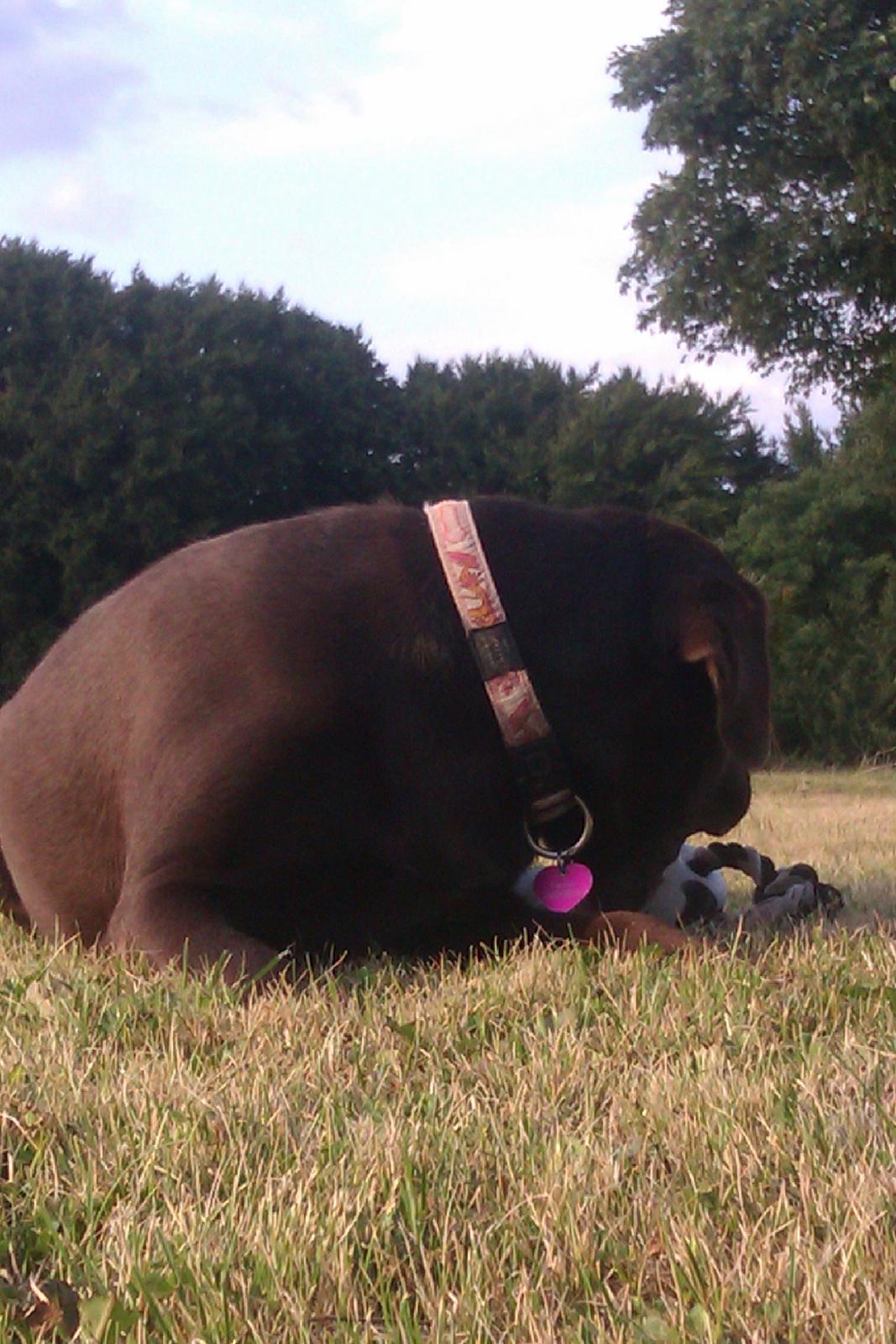 Labrador retriever Fanny billede 9