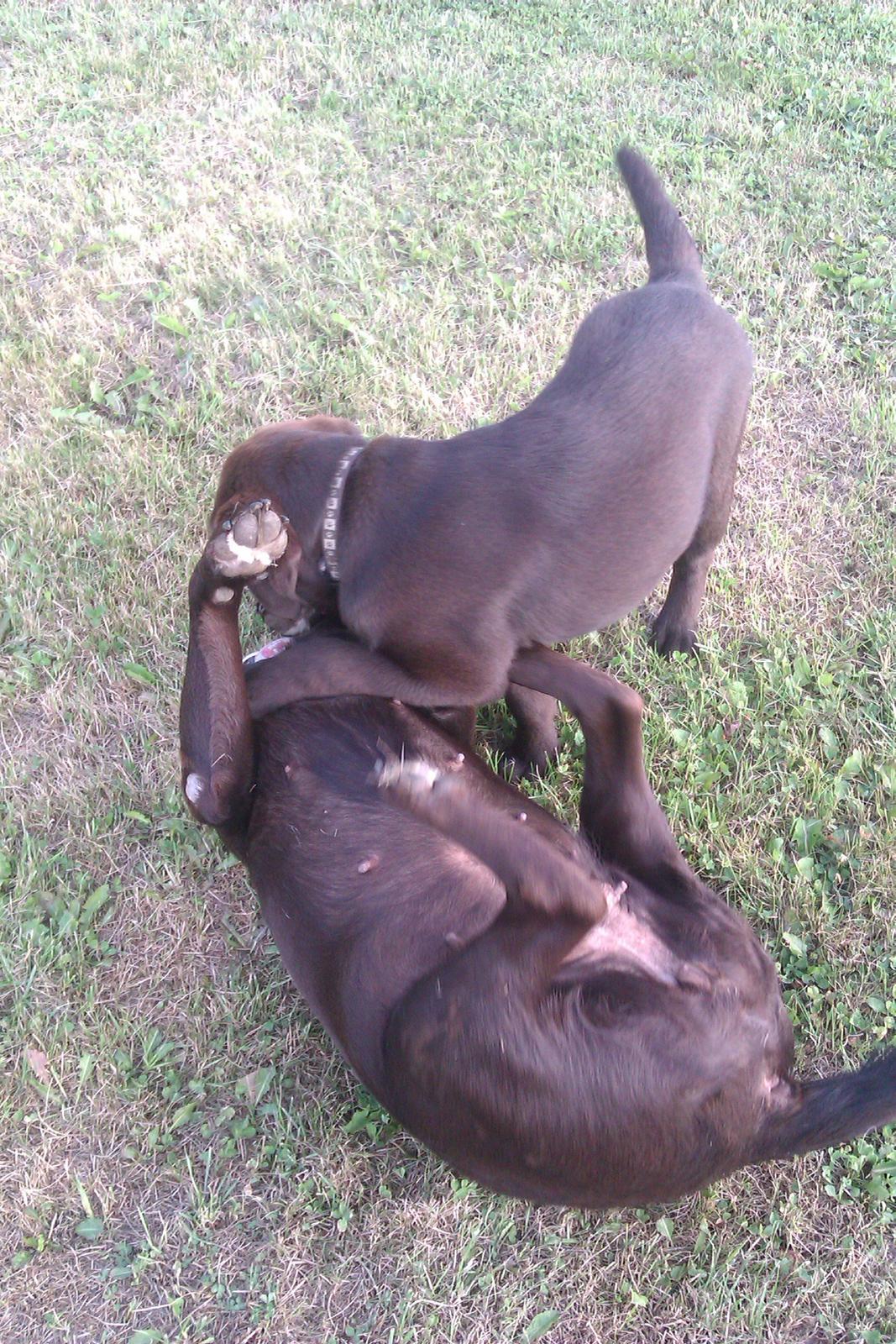 Labrador retriever Fanny billede 6