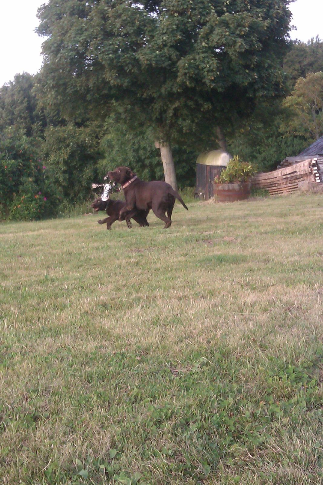 Labrador retriever Fanny billede 7