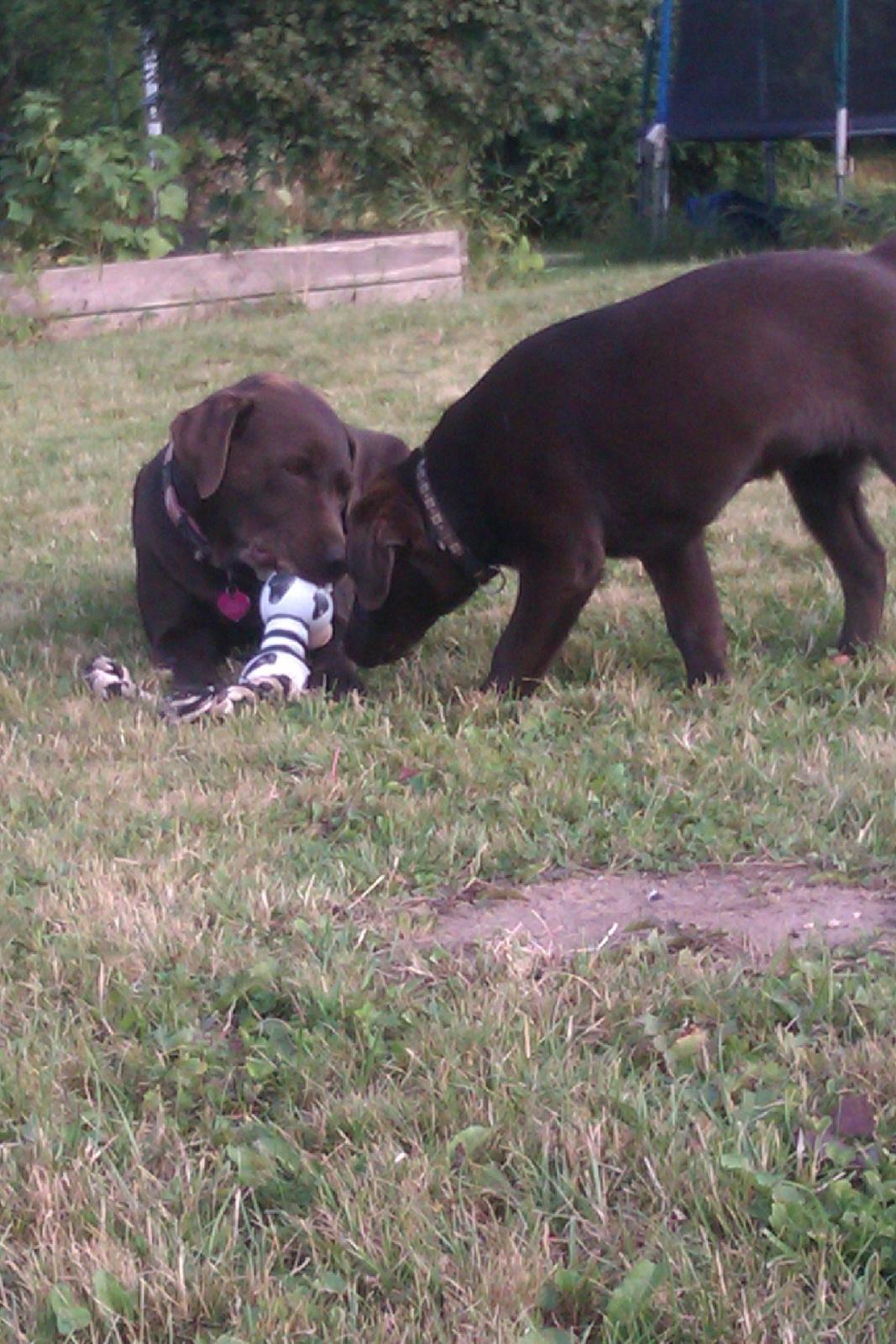 Labrador retriever Fanny billede 2