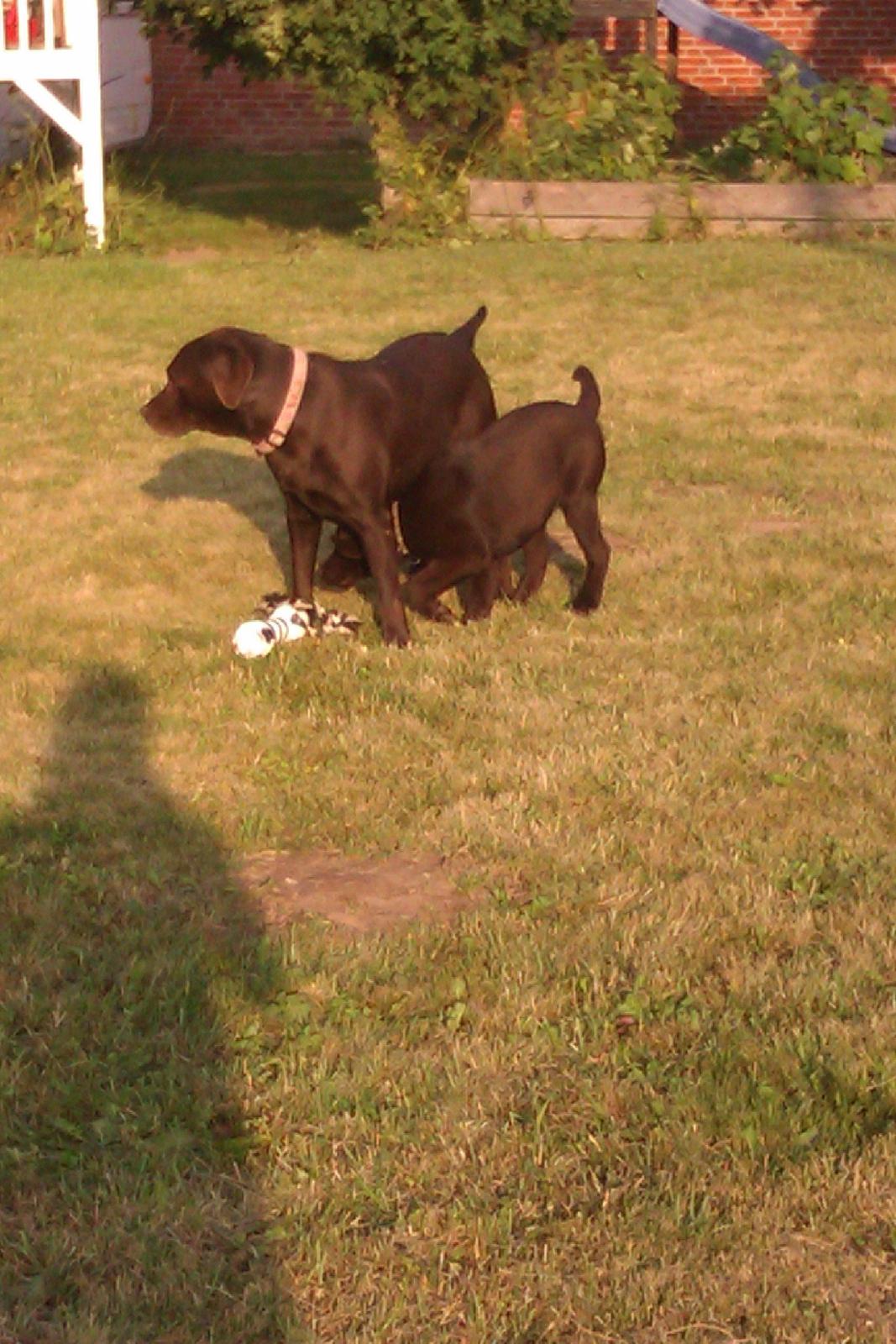 Labrador retriever Fanny billede 10