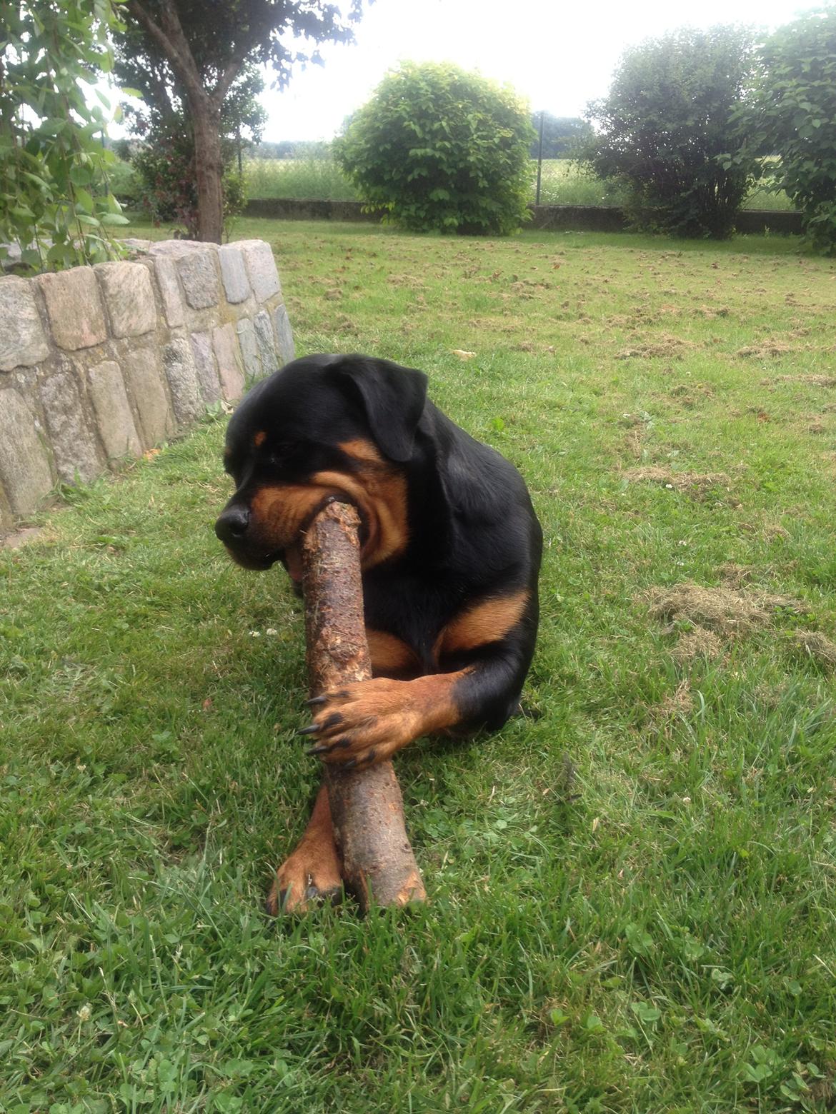 Rottweiler Freya billede 25