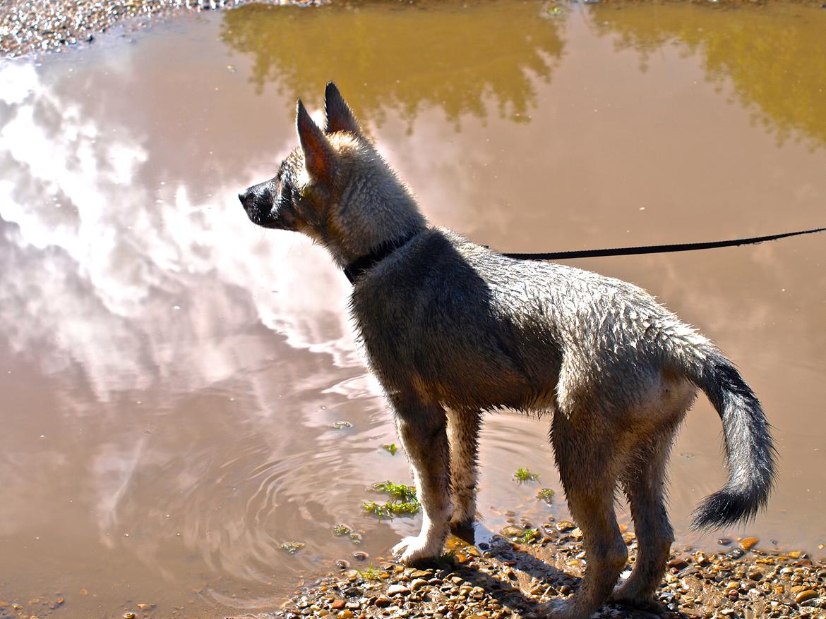 Siberian husky Wolf - Wolf 14 uger billede 27