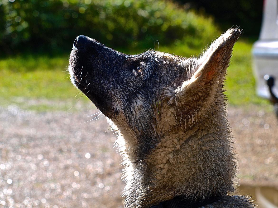 Siberian husky Wolf - Wolf 14 uger billede 26